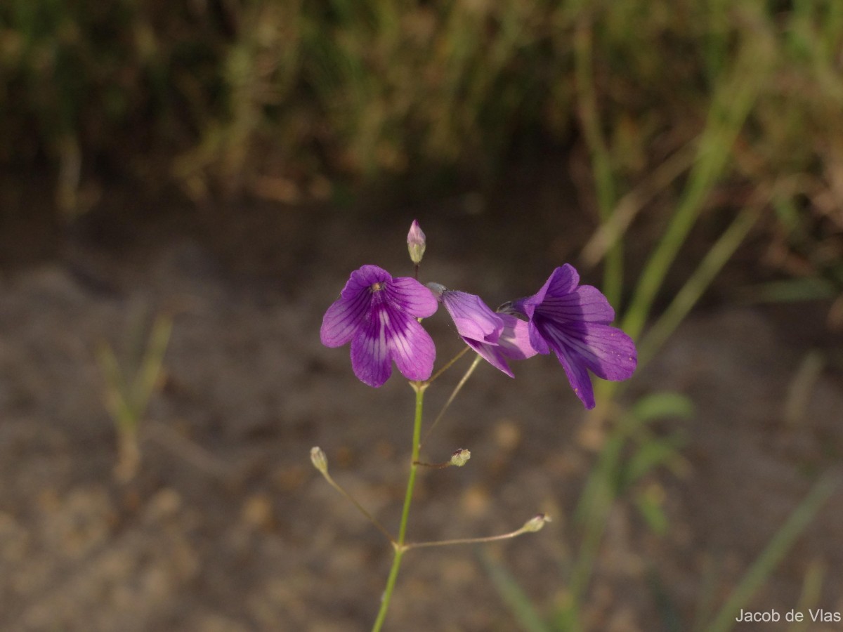 Dopatrium lobelioides (Retz.) Benth.